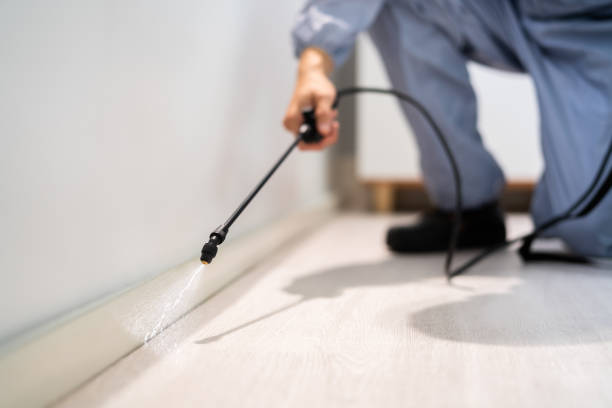 Licensed Ant Control service in Tuscumbia, AL - Nex Pest Control